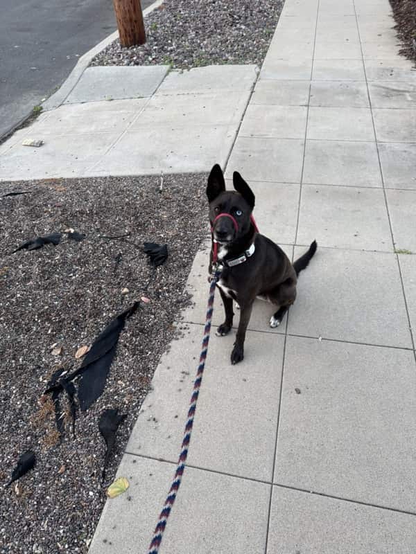 A picture of a black dog named Bowie sitting, taken on April 11 2025 at 6:30 am